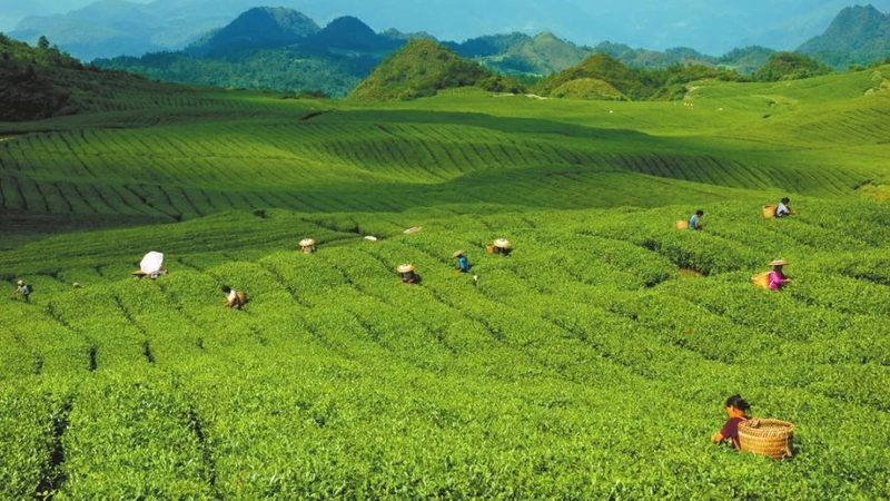 农业种植步骤解析：十大品牌对比解读