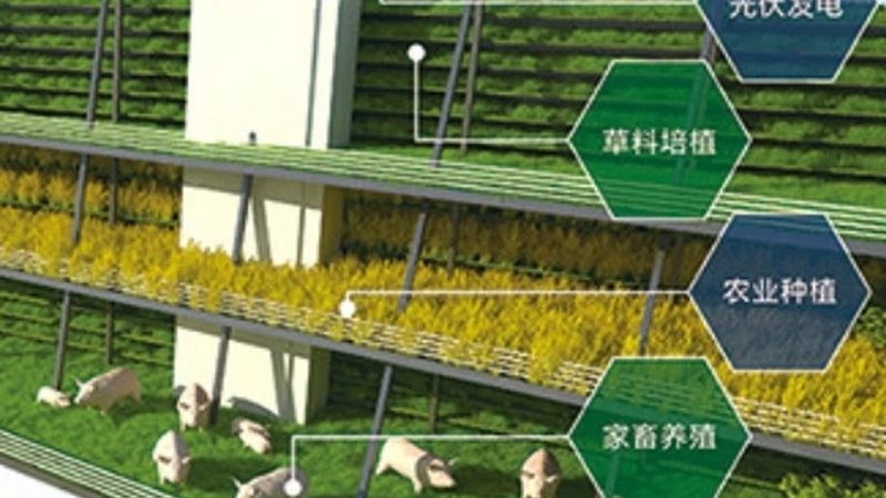 绿色食品续展与初次申请：关键区别与流程解析